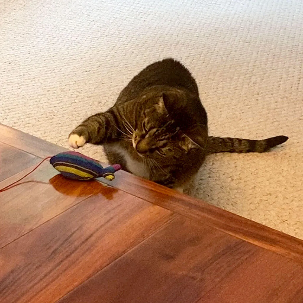 Hand Woven Catnip Toy | Cobalt Stripe