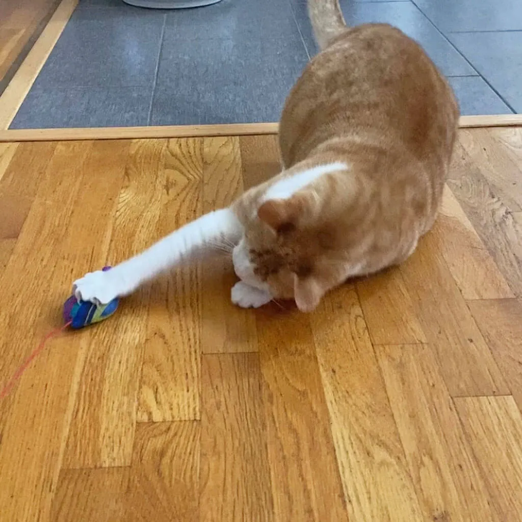 Hand Woven Catnip Toy | Cobalt Stripe