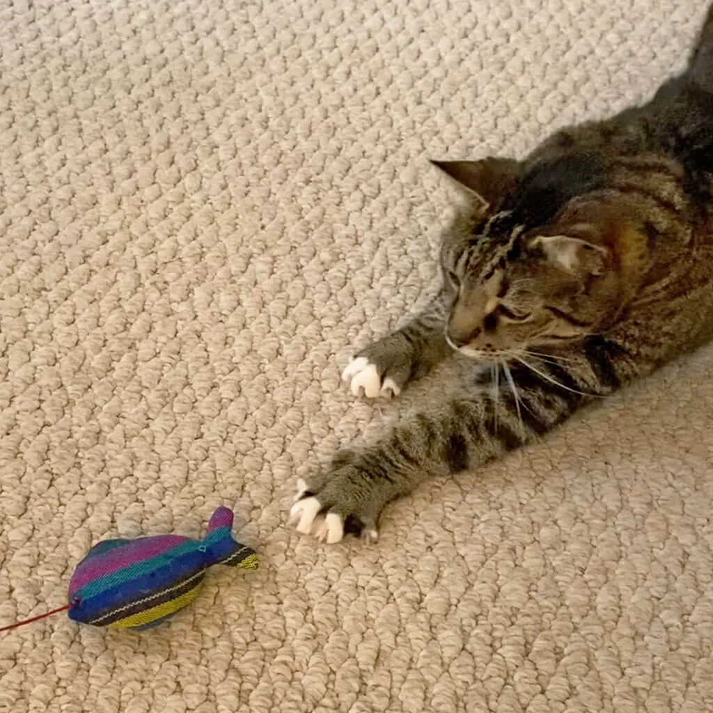 Hand Woven Catnip Toy | Cobalt Stripe