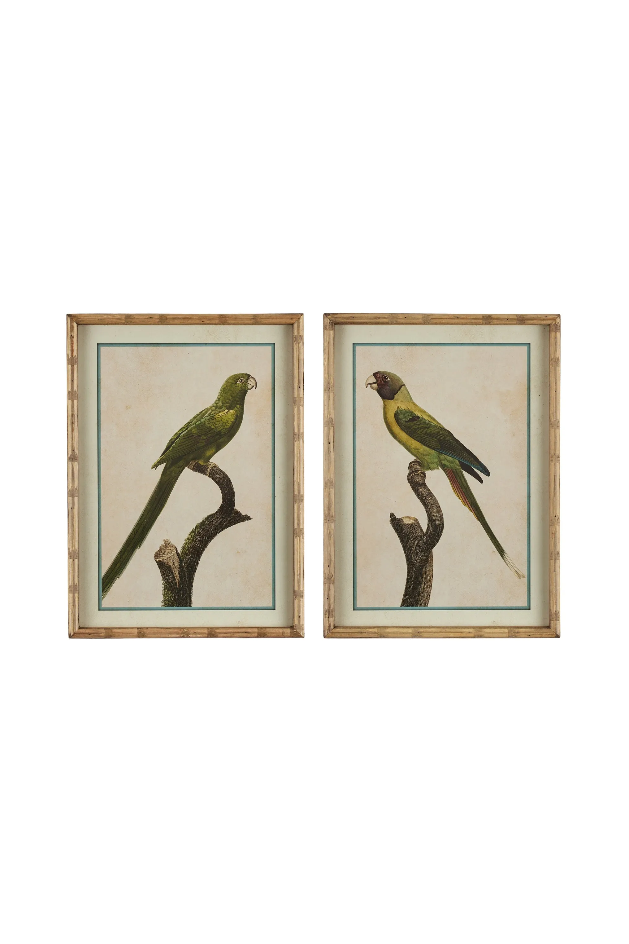 Parakeet Print in Carved 'Bamboo' Wooden Frame - Green Parrot