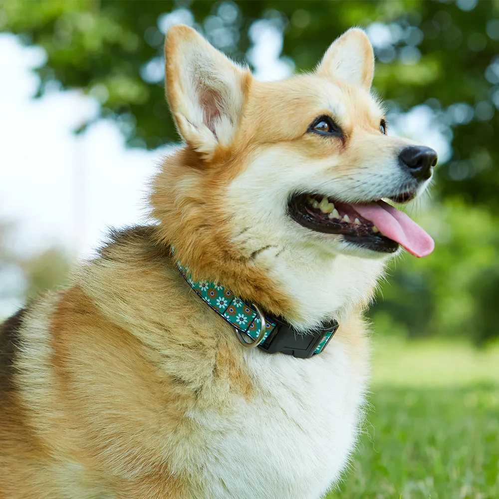 Tongass - Dog Collar